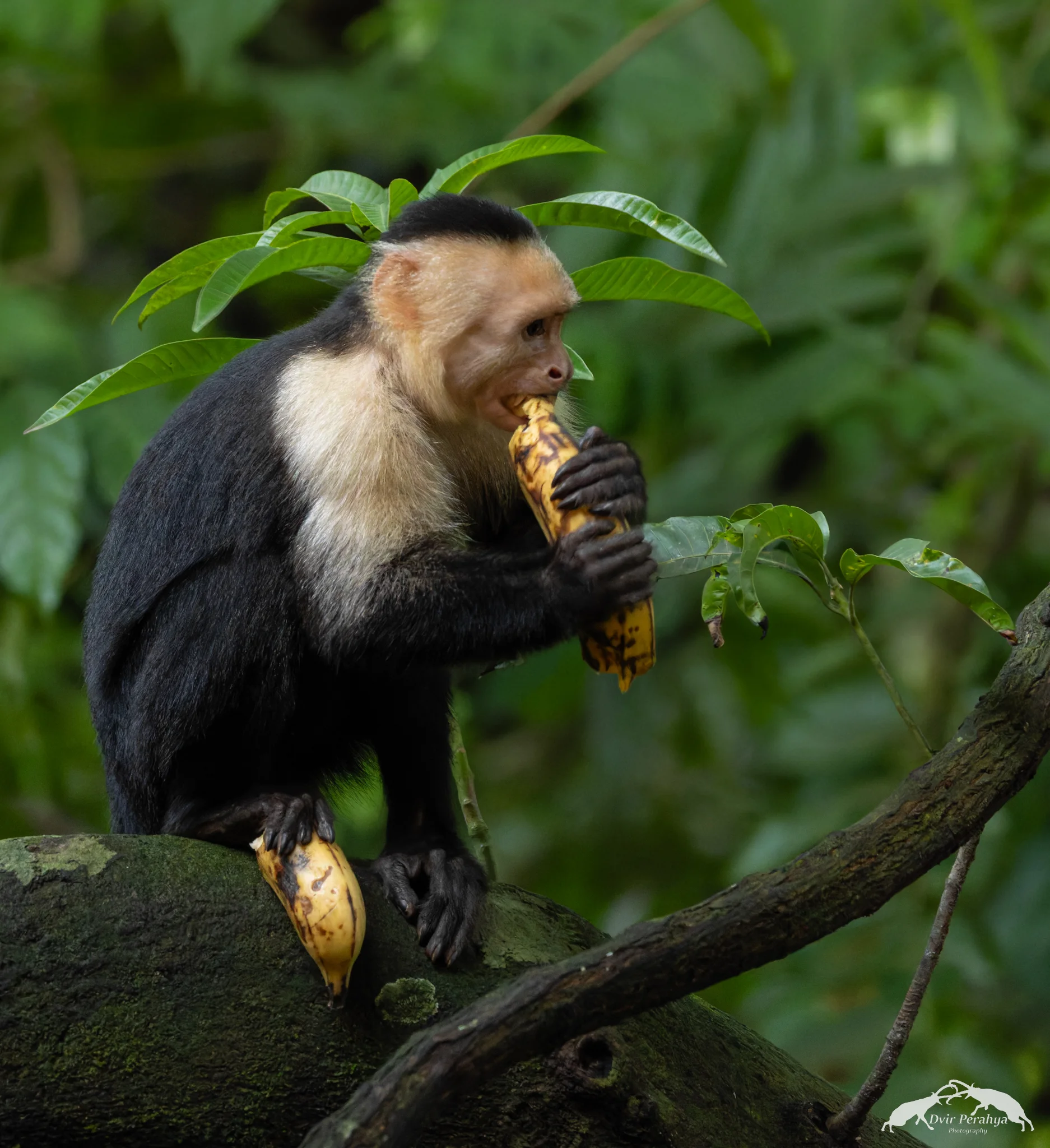 Capuchin monkey, Monteverde